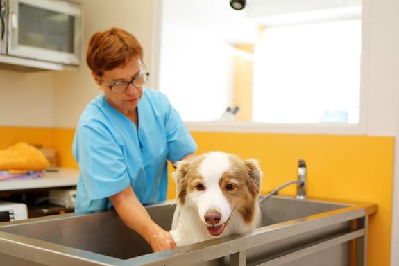 006-soins-toilettage