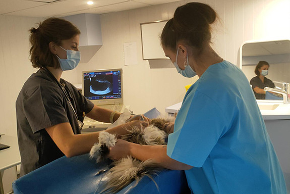 023-echographie-abdominale-2022