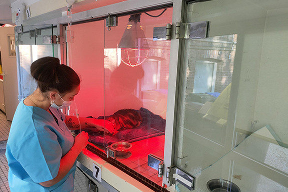 025-hospitalisation-et-nursing-2022