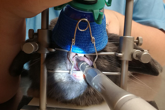 033-parage-dentaire-nac