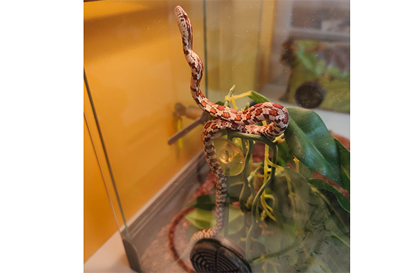 034-prise-en-charge-des-nac