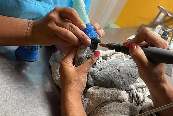 035-prise-en-charge-oiseaux