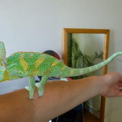 002_leon_le_casque_du_yemen