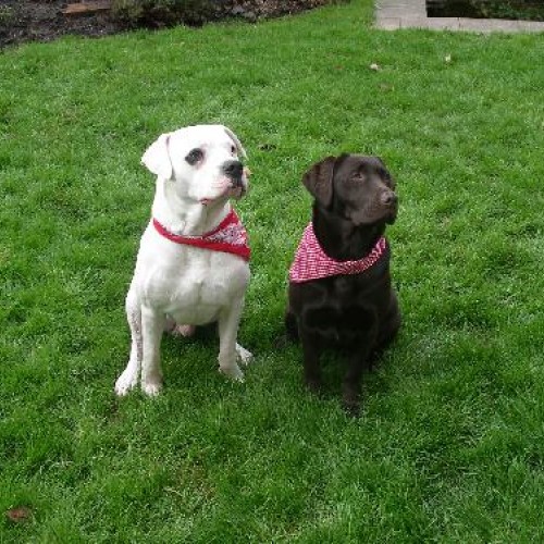 003_maurice_amp_auctave