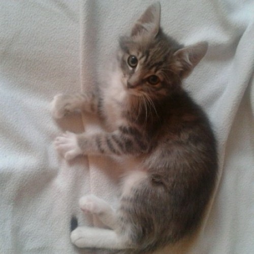 024_robillard_lynette