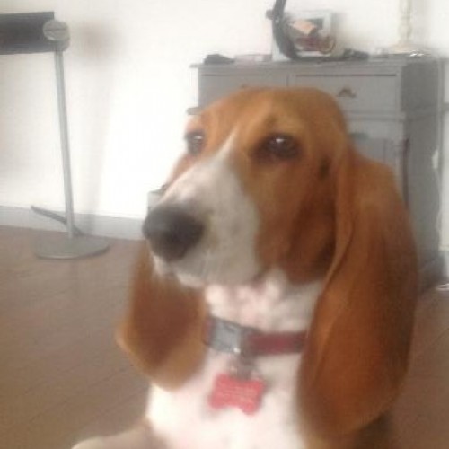 029_tollemer_h_purdey_du_cheval_du_marquet