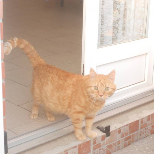 12036707_540447209451831_2871425317550045121_n