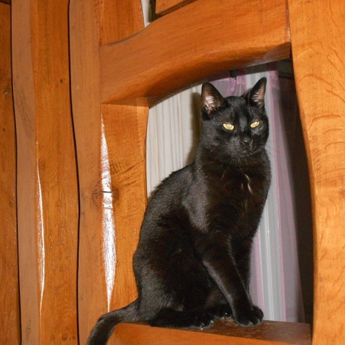 12096246_540447382785147_6346943928094965568_n