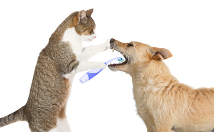 Cute cat cleaning a dogs teeth