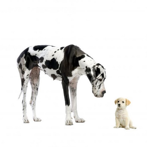 grand-dalmatien