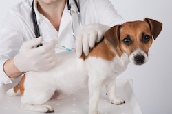 veterinary surgeon is giving the vaccine to the dog